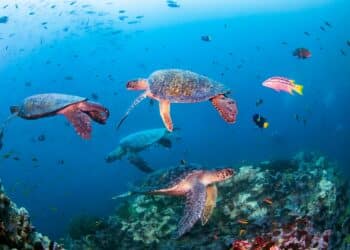 NOVOTEL CELEBRATES ONE YEAR OF OCEAN COMMITMENT AND SUSTAINABLE PARTNERSHIP WITH WWF