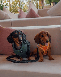 FEBRUARY 30 DOUBLES DOWN ON BEING DUBAI’S MOST PET-FRIENDLY BEACH VENUE